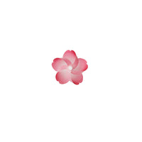Kaze guruma Sakura cherry blossoms pinwheel Magnet